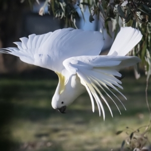 Cacatua galerita at Googong, NSW - 10 Sep 2021 06:21 PM