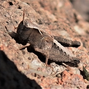 Caledia captiva at Symonston, ACT - 14 Sep 2021 12:01 PM