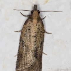 Tortricinae (subfamily) (A tortrix moth) at Melba, ACT - 10 Sep 2021 by kasiaaus