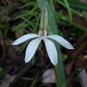 Caladenia fuscata at Jerrabomberra, NSW - 12 Sep 2021