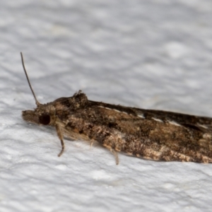 Thrincophora impletana at Melba, ACT - 10 Sep 2021