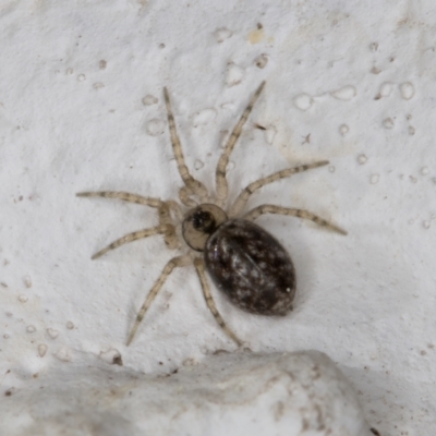 Oecobius navus (Midget house spider) at Melba, ACT - 9 Sep 2021 by kasiaaus