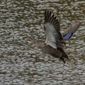 Anas superciliosa at Queanbeyan, NSW - 10 Sep 2021