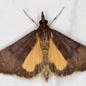 Uresiphita ornithopteralis at Melba, ACT - 10 Sep 2021