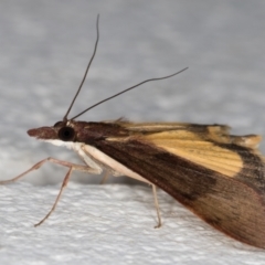 Uresiphita ornithopteralis at Melba, ACT - 10 Sep 2021