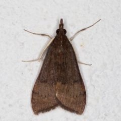 Uresiphita ornithopteralis at Melba, ACT - 10 Sep 2021