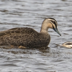 Anas superciliosa (Pacific Black Duck) at Queanbeyan River - 10 Sep 2021 by WHall