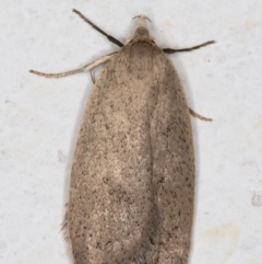 Chezala privatella (A Concealer moth) at Melba, ACT - 10 Sep 2021 by kasiaaus