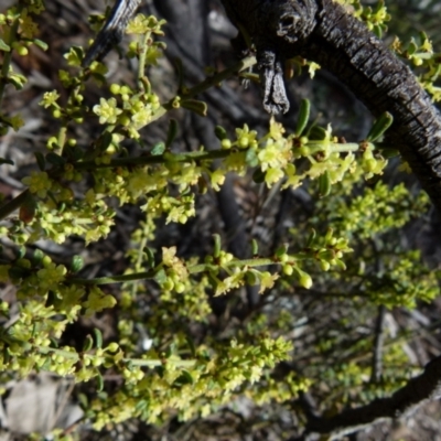 Phyllanthus occidentalis (Thyme Spurge) at Jerrabomberra, NSW - 12 Sep 2021 by Paul4K