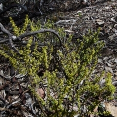 Phyllanthus occidentalis at Jerrabomberra, NSW - 12 Sep 2021 10:55 AM