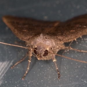 Rhapsa suscitatalis at Melba, ACT - 10 Sep 2021