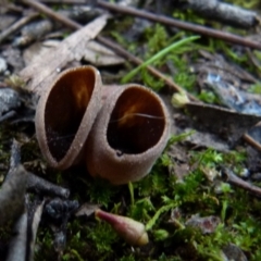 zz – ascomycetes - apothecial (Cup fungus) at Mount Jerrabomberra - 12 Sep 2021 by Paul4K