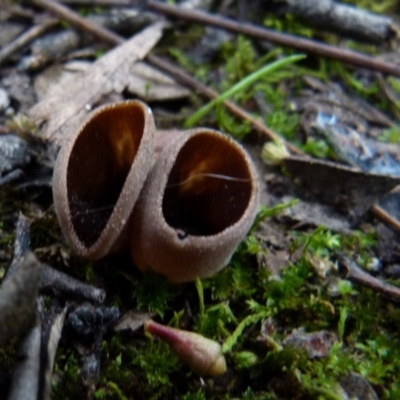 zz – ascomycetes - apothecial (Cup fungus) at Mount Jerrabomberra QP - 12 Sep 2021 by Paul4K