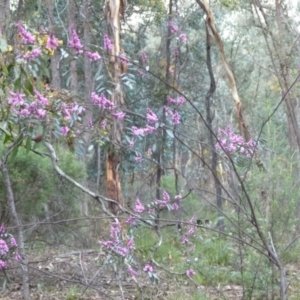 Indigofera australis subsp. australis at Karabar, NSW - 12 Sep 2021 03:40 PM