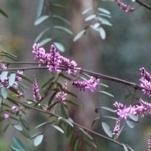 Indigofera australis subsp. australis at Karabar, NSW - 12 Sep 2021 03:40 PM