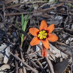 Sparaxis tricolor (Sparaxis, Harlequin Flower) at Thurgoona, NSW - 14 Sep 2021 by Darcy