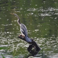 Anhinga novaehollandiae (Australasian Darter) at Cranbrook, QLD - 22 Feb 2020 by TerryS