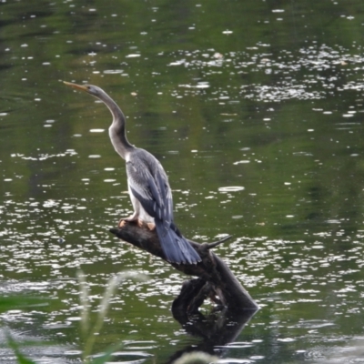 Anhinga novaehollandiae (Australasian Darter) at Cranbrook, QLD - 22 Feb 2020 by TerryS