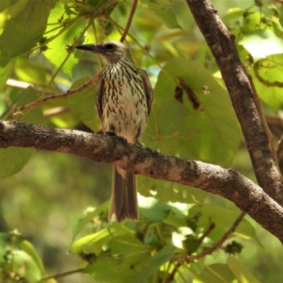 Oriolus sagittatus (Olive-backed Oriole) at Cranbrook, QLD - 29 Oct 2019 by TerryS