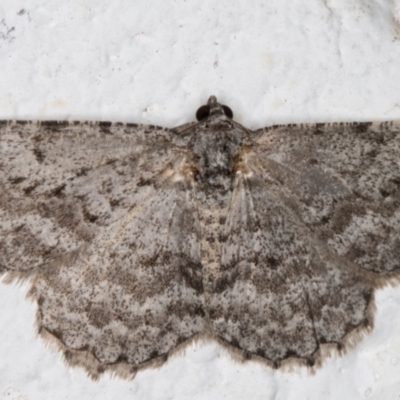 Psilosticha absorpta (Fine-waved Bark Moth) at Melba, ACT - 10 Sep 2021 by kasiaaus