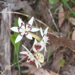 Wurmbea dioica subsp. dioica at Bruce, ACT - 12 Sep 2021 05:10 PM