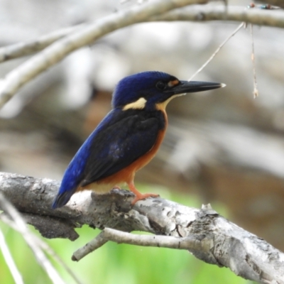 Ceyx azureus (Azure Kingfisher) at Cranbrook, QLD - 30 Oct 2020 by TerryS