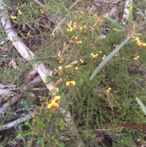 Dillwynia phylicoides at Bruce, ACT - 12 Sep 2021