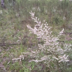 Leucopogon fletcheri subsp. brevisepalus (Twin Flower Beard-Heath) at Bruce Ridge to Gossan Hill - 12 Sep 2021 by JohnGiacon