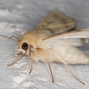 Helicoverpa punctigera at Melba, ACT - 11 Sep 2021