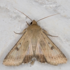 Helicoverpa punctigera at Melba, ACT - 11 Sep 2021