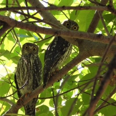 Ninox connivens (Barking Owl) at Cranbrook, QLD - 29 Jun 2019 by TerryS