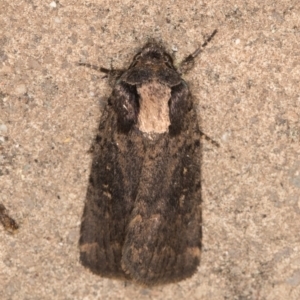 Proteuxoa provisional species 3 at Melba, ACT - 11 Sep 2021 01:59 AM