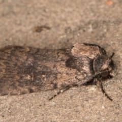 Proteuxoa provisional species 3 at Melba, ACT - 11 Sep 2021 01:59 AM