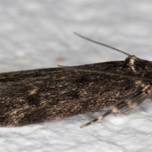 Oecophoridae (family) at Melba, ACT - 11 Sep 2021