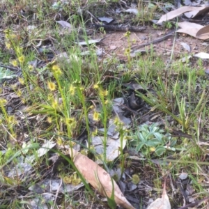 Drosera sp. at Bruce, ACT - 14 Sep 2021