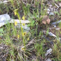 Drosera sp. at Bruce, ACT - 14 Sep 2021