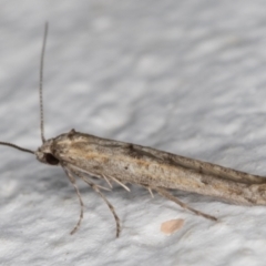 Epermenia exilis (Shark Moth (family Epermeniidae)) at Melba, ACT - 11 Sep 2021 by kasiaaus