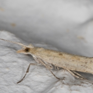 Plutella (genus) at Melba, ACT - 11 Sep 2021