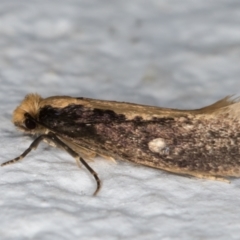 Monopis crocicapitella at Melba, ACT - 11 Sep 2021