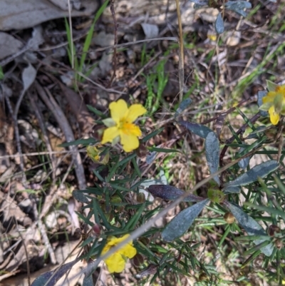 Hibbertia riparia (Erect Guinea-flower) at Springdale Heights, NSW - 14 Sep 2021 by Darcy