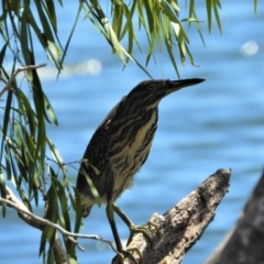 Butorides striata (Striated Heron) at Cranbrook, QLD - 15 Jan 2020 by TerryS