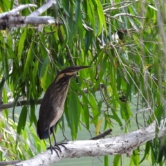 Ixobrychus flavicollis (Black Bittern) at Cranbrook, QLD - 17 Nov 2019 by TerryS