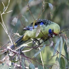 Platycercus elegans flaveolus (Yellow Rosella) at Albury, NSW - 13 Sep 2021 by PaulF