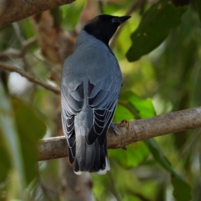 Coracina novaehollandiae (Black-faced Cuckooshrike) at Cranbrook, QLD - 8 Jun 2019 by TerryS