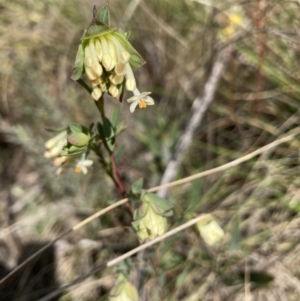 Pimelea linifolia at Acton, ACT - 14 Sep 2021