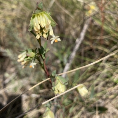 Pimelea linifolia (Slender Rice Flower) at Acton, ACT - 13 Sep 2021 by Jenny54