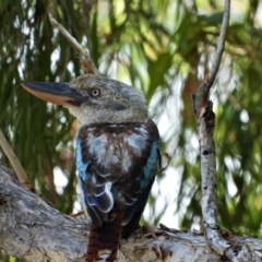 Dacelo leachii (Blue-winged Kookaburra) at Cranbrook, QLD - 15 Jan 2020 by TerryS