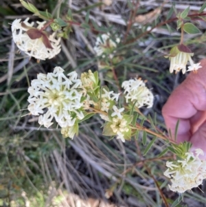 Pimelea linifolia subsp. linifolia at Acton, ACT - 14 Sep 2021 09:34 AM