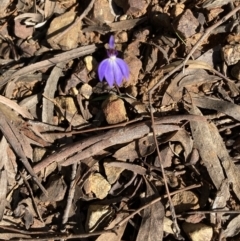 Cyanicula caerulea (Blue Fingers, Blue Fairies) at O'Connor, ACT - 13 Sep 2021 by Jenny54