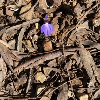 Cyanicula caerulea (Blue Fingers, Blue Fairies) at O'Connor, ACT - 13 Sep 2021 by Jenny54